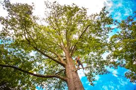 Best Tree Removal  in Orange Beach, AL