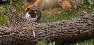 Best Lawn Drainage Solutions  in Orange Beach, AL