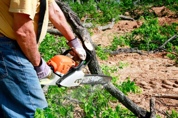 Best Tree Preservation Services  in Orange Beach, AL