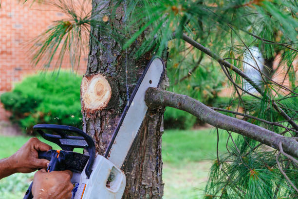 Best Hazardous Tree Removal  in Orange Beach, AL